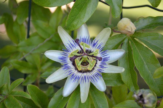 Orto Botanico Friulano